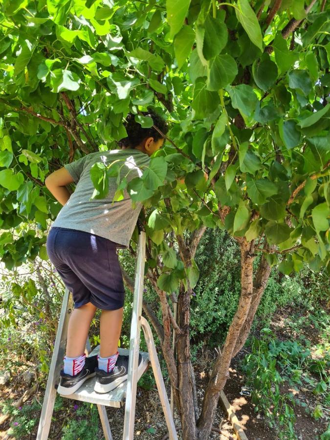 Kfar Tavorבין הר למעיין公寓 外观 照片