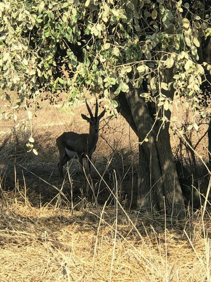 Kfar Tavorבין הר למעיין公寓 外观 照片